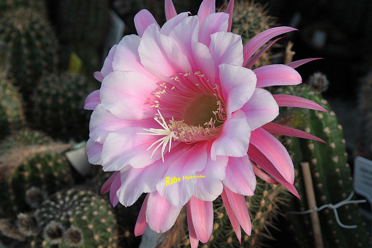 4.(EH.eyriesii var. grandiflora x Chimu).RAB.4.jpg 
